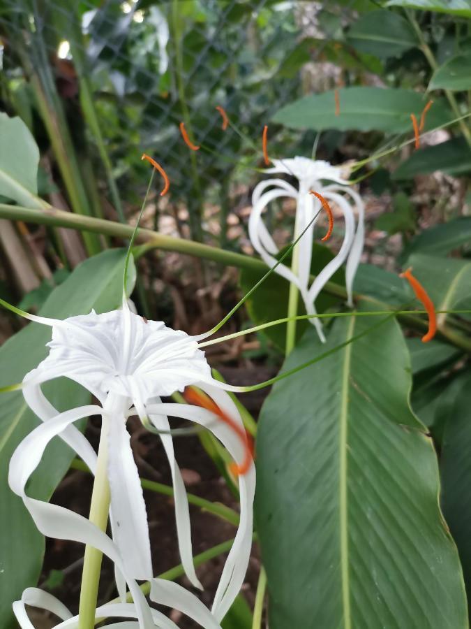 Oasis Hostel Puerto Viejo de Talamanca Ngoại thất bức ảnh
