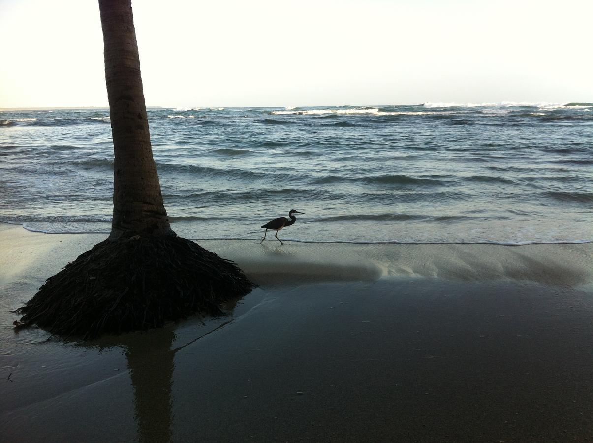 Oasis Hostel Puerto Viejo de Talamanca Ngoại thất bức ảnh