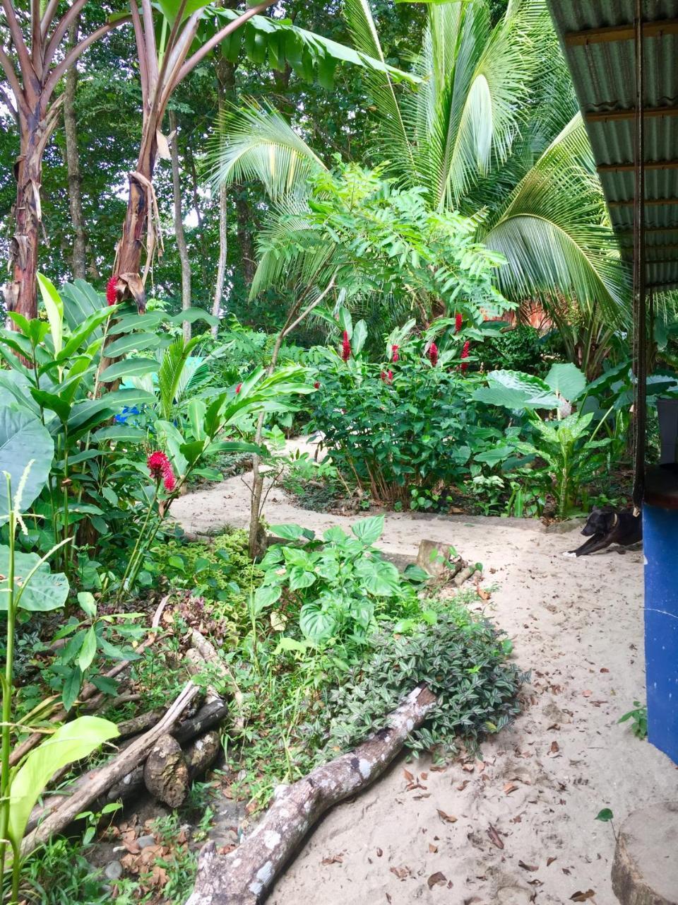 Oasis Hostel Puerto Viejo de Talamanca Ngoại thất bức ảnh